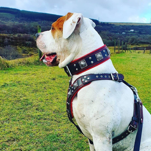 Bestia "EROS" Big Dog Set | Harness, Collar & Lead | Red | European Leather
