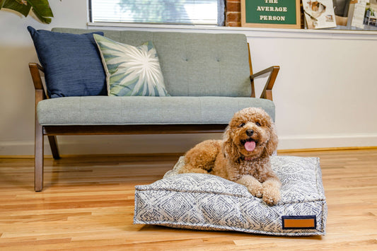 How to Get Your Dog to Actually Use Their Bed - A Horizon Dawn