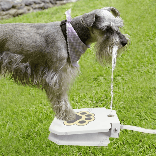 How to Introduce New Pet Accessories to an Anxious Dog - A Horizon Dawn