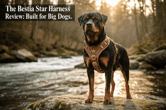 The Bestia Star Harness Review: Built for Big Dogs - A Horizon Dawn