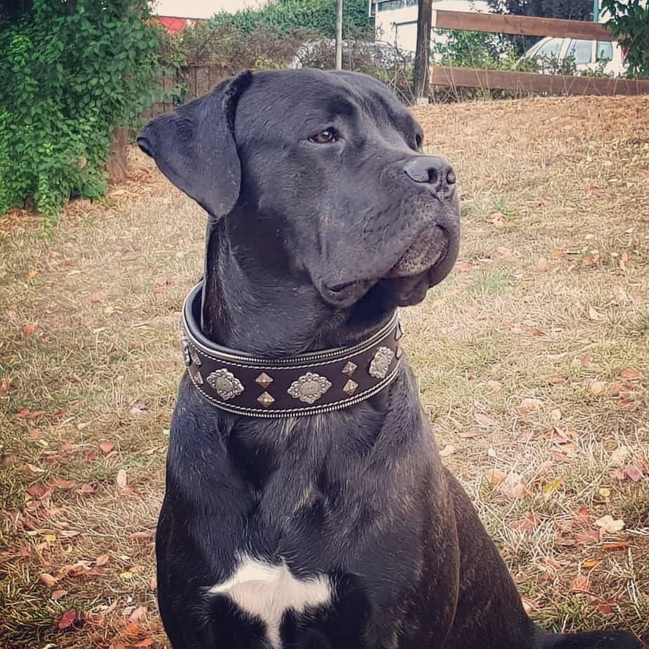Aztec Black Leather Dog Collar - Handcrafted European Artisan Design - A Horizon Dawn