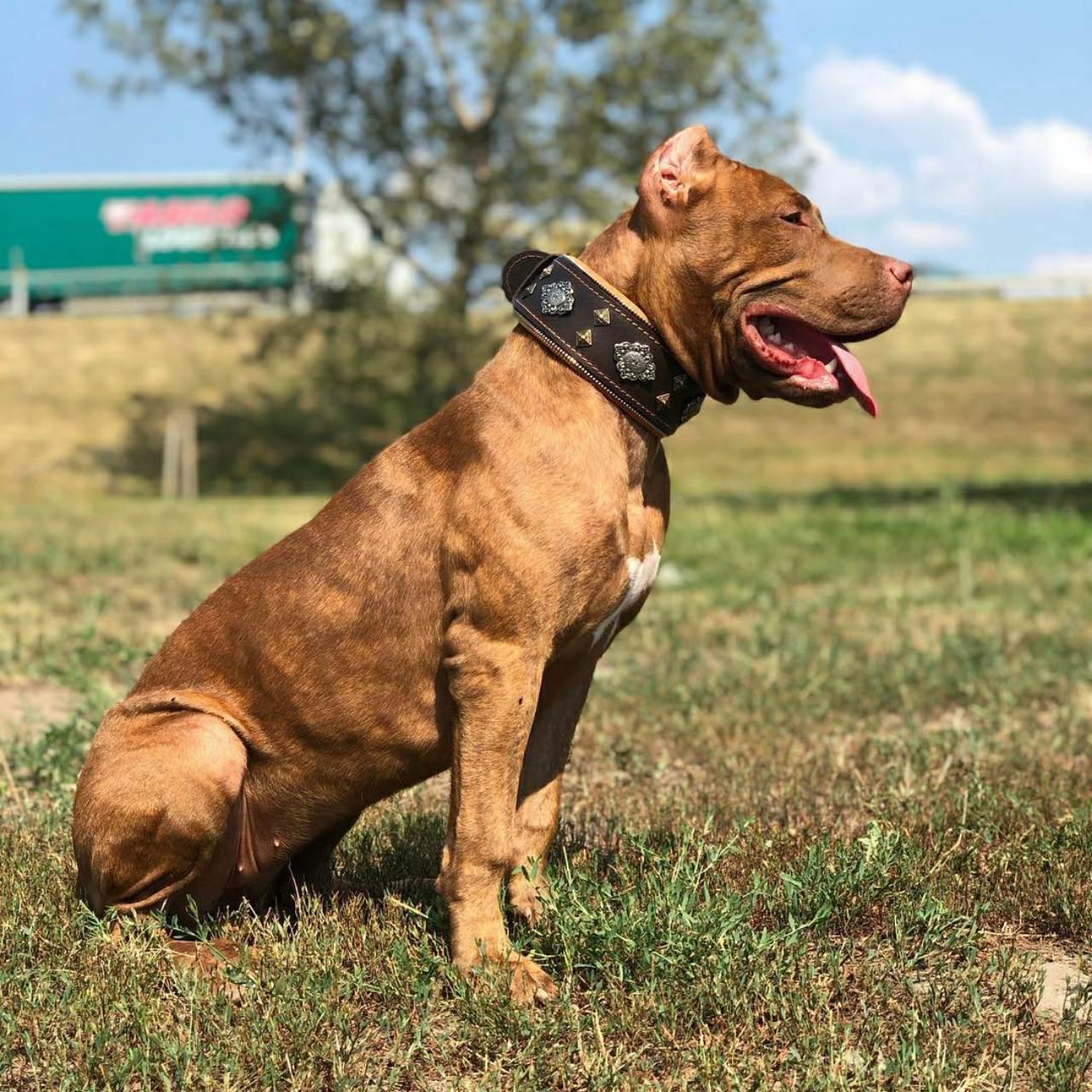 Aztec Brown Leather Dog Collar - Handcrafted European Artisan Design - A Horizon Dawn