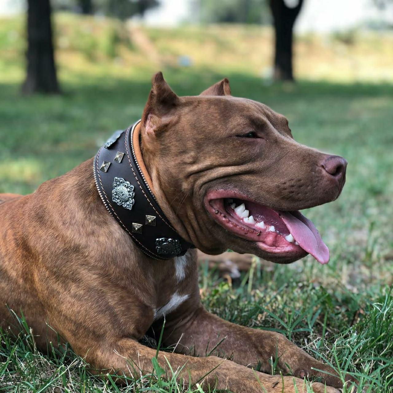 Aztec Brown Leather Dog Collar - Handcrafted European Artisan Design - A Horizon Dawn