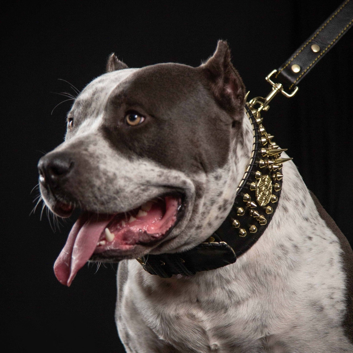 Bestia "Imperium" Show Collar | Hand Stitched 8cm Wide | European Leather - A Horizon Dawn