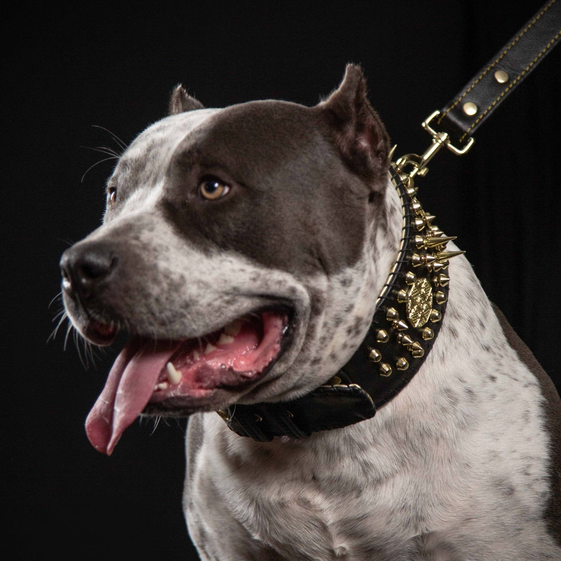 Bestia "Imperium" Show Collar | Hand Stitched 8cm Wide | European Leather - A Horizon Dawn