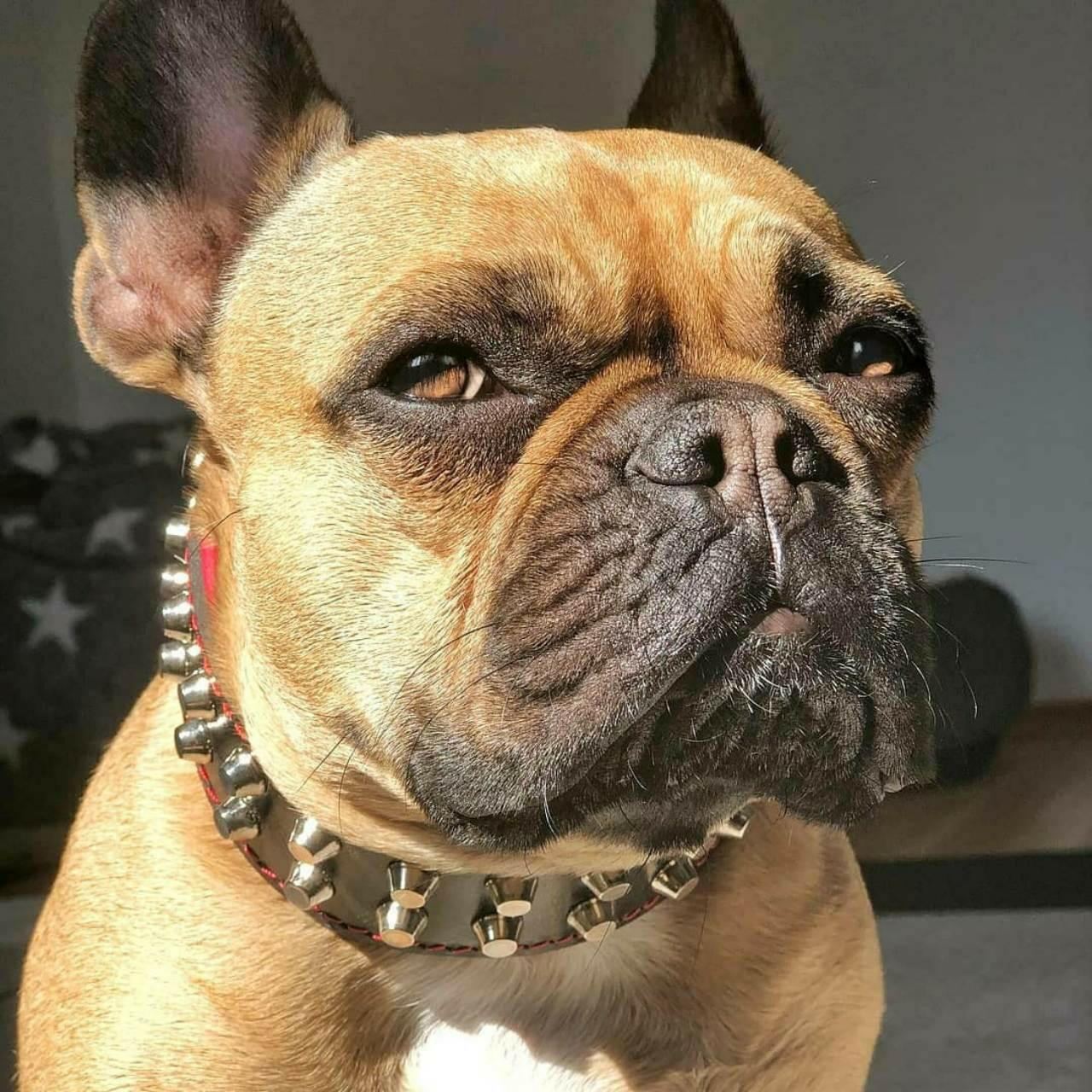 Bestia "Rocky" Dog Collar | Handcrafted European Leather - A Horizon Dawn