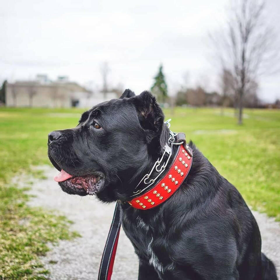 Bestia "Star" Dog Collar | Handcrafted European Leather | Signature Design - A Horizon Dawn