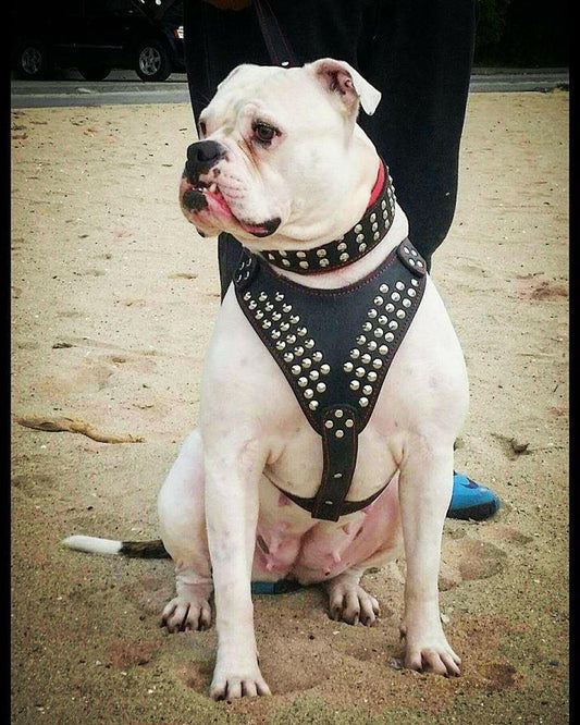 Bestia "Star" Dog Harness | Handcrafted European Leather | Premium Control - A Horizon Dawn