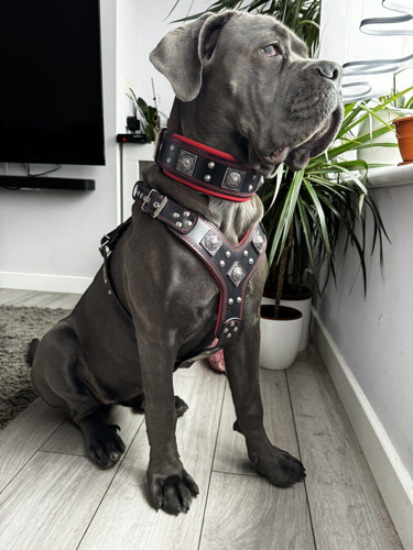 Bestia "EROS" Big Dog Set | Harness, Collar & Lead | Red | European Leather