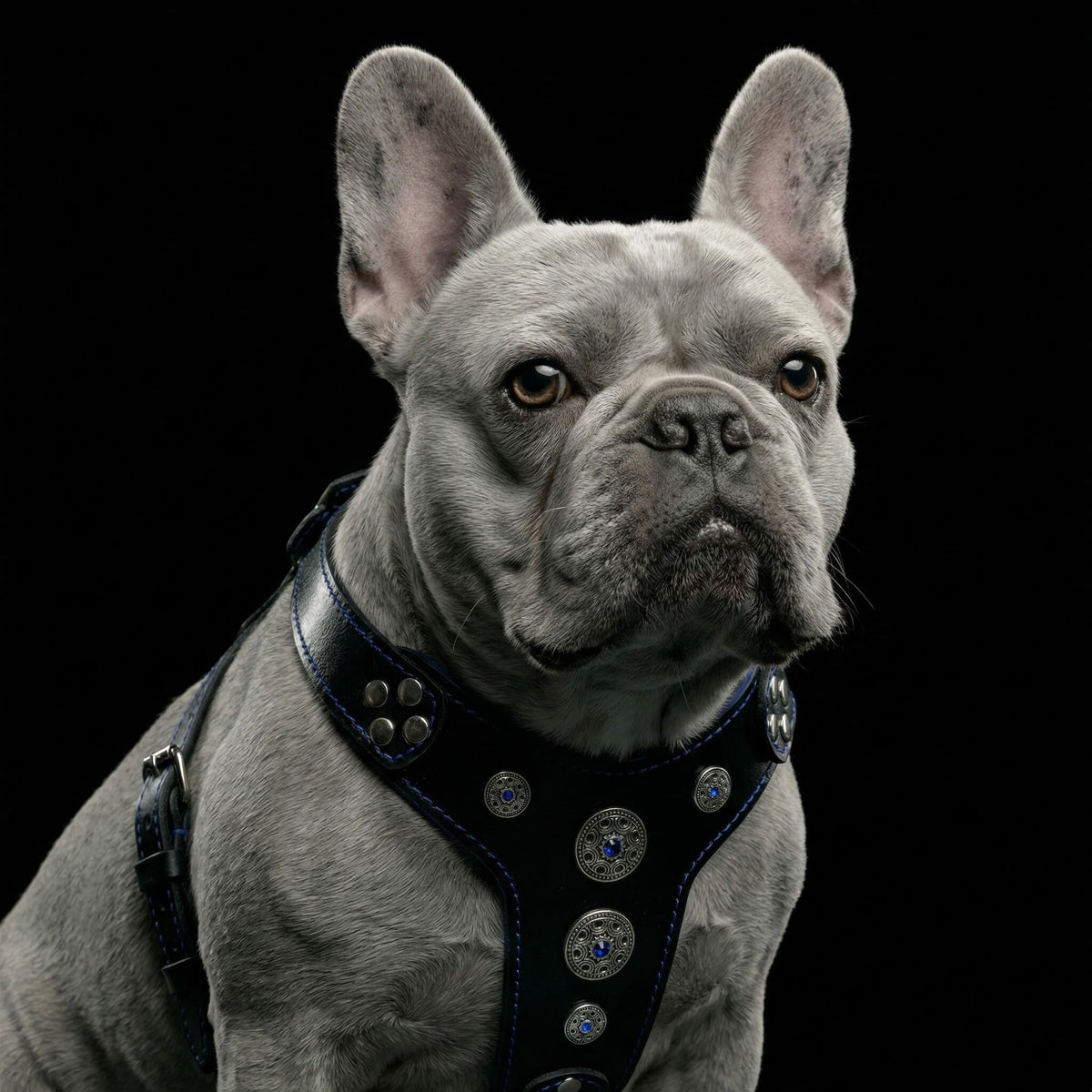 Bestia "Bijou" Dog Harness | Black & Blue | Small to Medium Dogs | Handcrafted European Leather