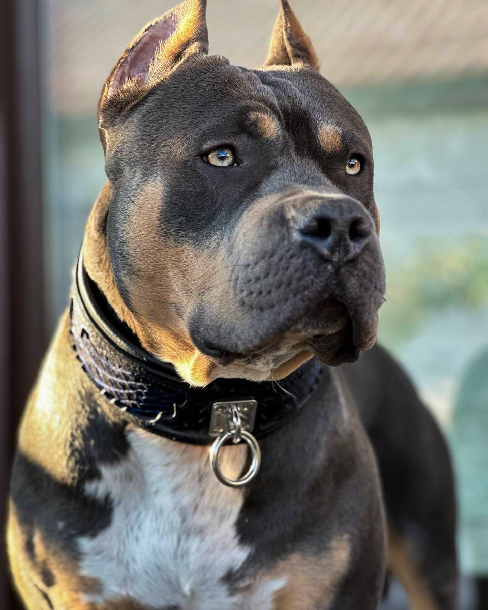 Bestia Indigo Leather Dog Collar | Blue Pattern | M–XXL