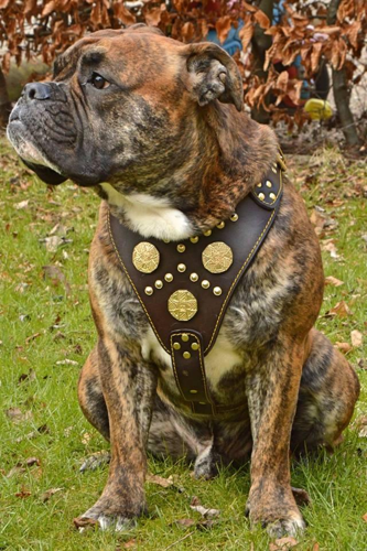 Side view of a dog wearing the Bestia Maximus brown leather harness