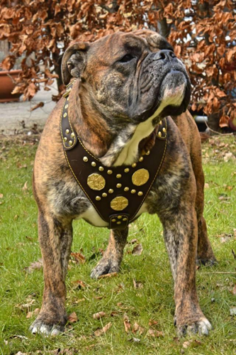 Bulldog wearing the Bestia Maximus brown harness outdoors