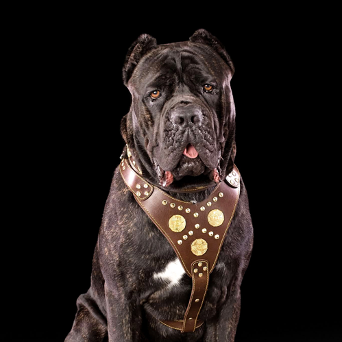 Bestia Maximus brown leather dog collar with brass Celtic medallions