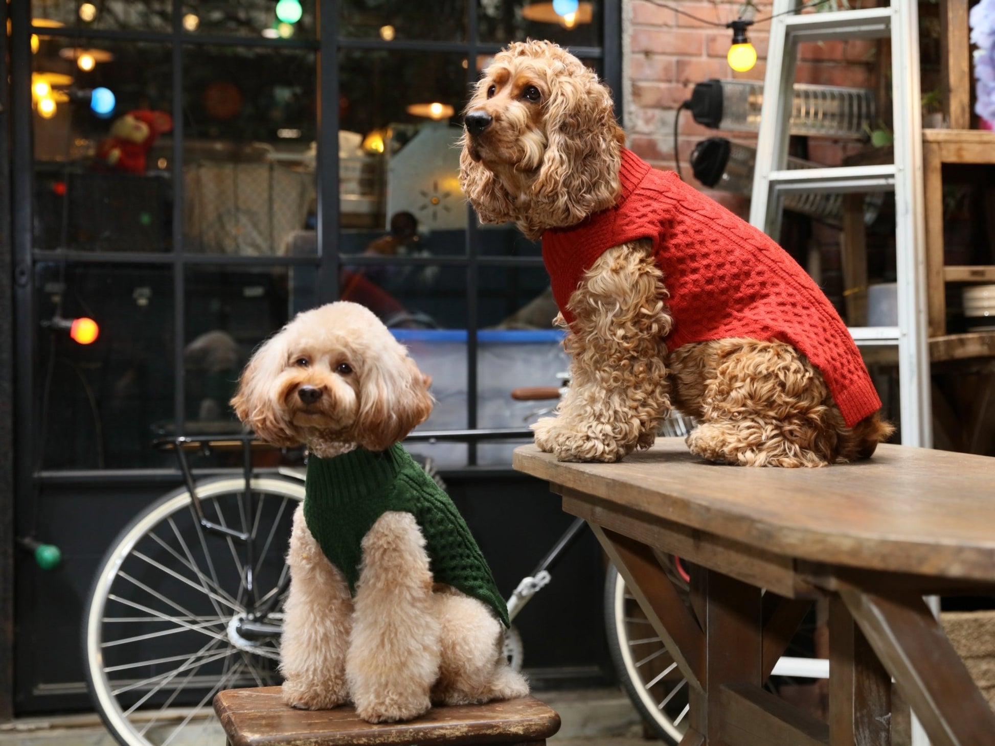 Pet Sweater Vest - Green - A Horizon Dawn
