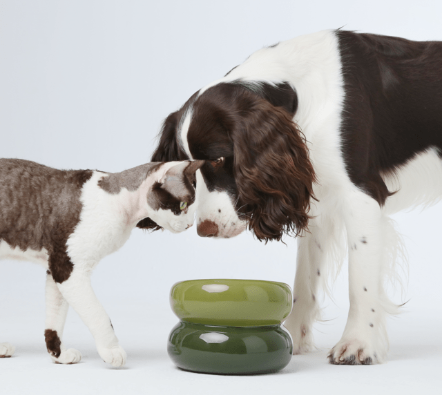 Soufflé Pet Bowl - Avocado Green - A Horizon Dawn