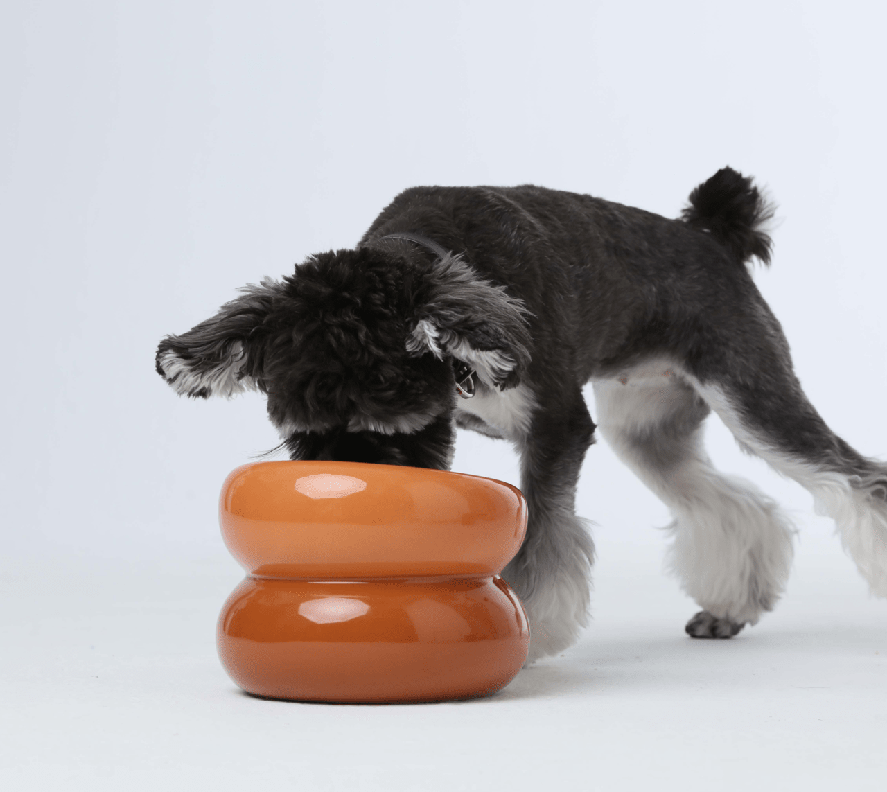 Soufflé Pet Bowl - Avocado Green | Modern Designer Dog Bowl - A Horizon Dawn