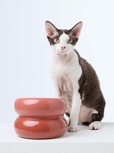 Soufflé Pet Bowl - Rose Pink - A Horizon Dawn