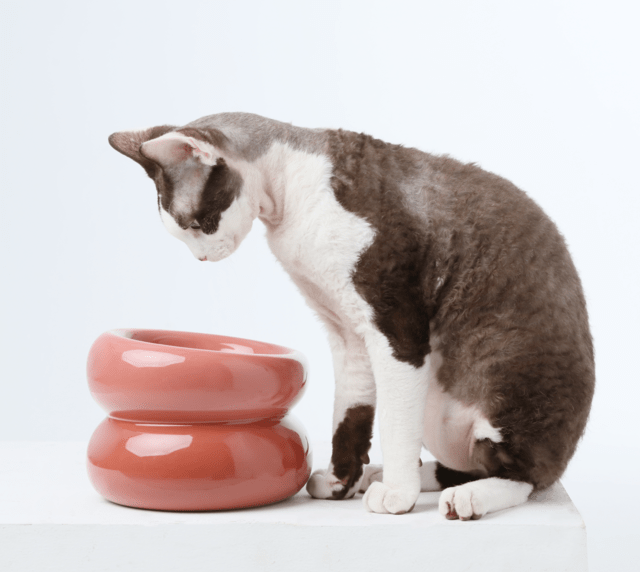 Soufflé Pet Bowl - Rose Pink - A Horizon Dawn